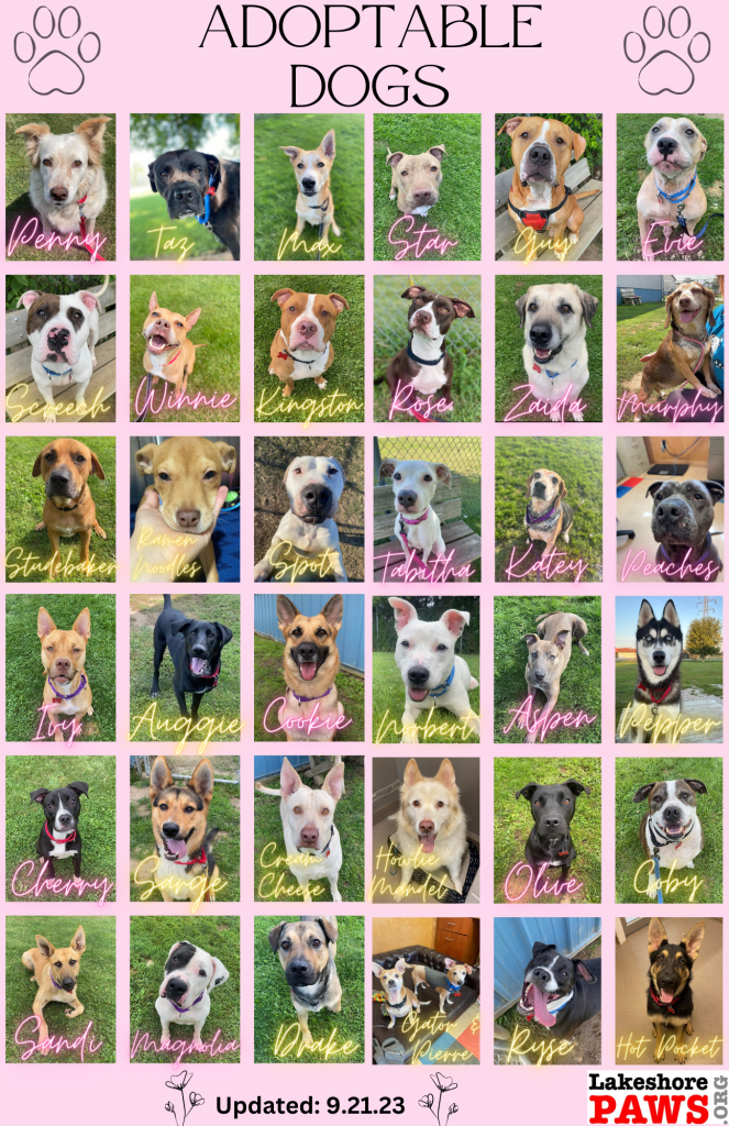 Adoptable Dogs at Lakeshore PAWS