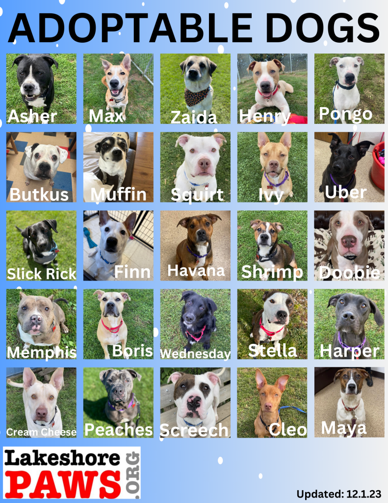Adoptable Dogs at Lakeshore PAWS